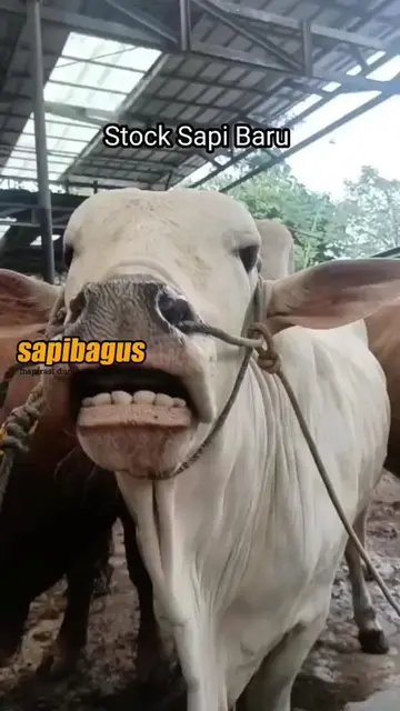 Stock-Sapi-Baru
